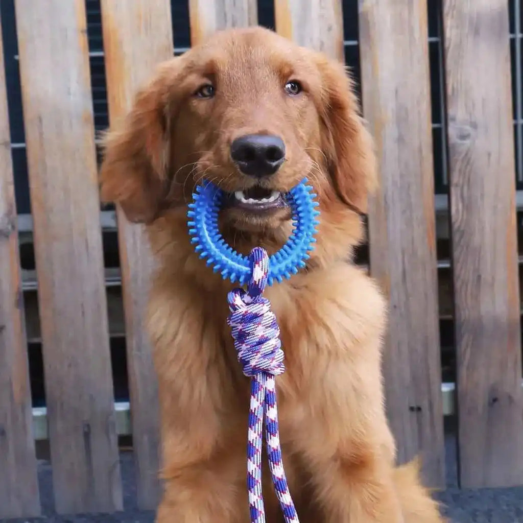 Spiked Ring Interactive Dog Training Toy