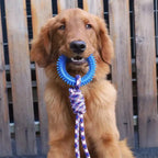Spiked Ring Interactive Dog Training Toy
