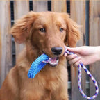 Spiked Ring Interactive Dog Training Toy