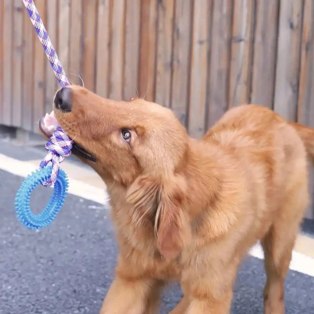 Spiked Ring Interactive Dog Training Toy
