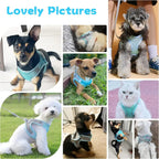 Escape-Proof Harness and Leash Set for Small Pets