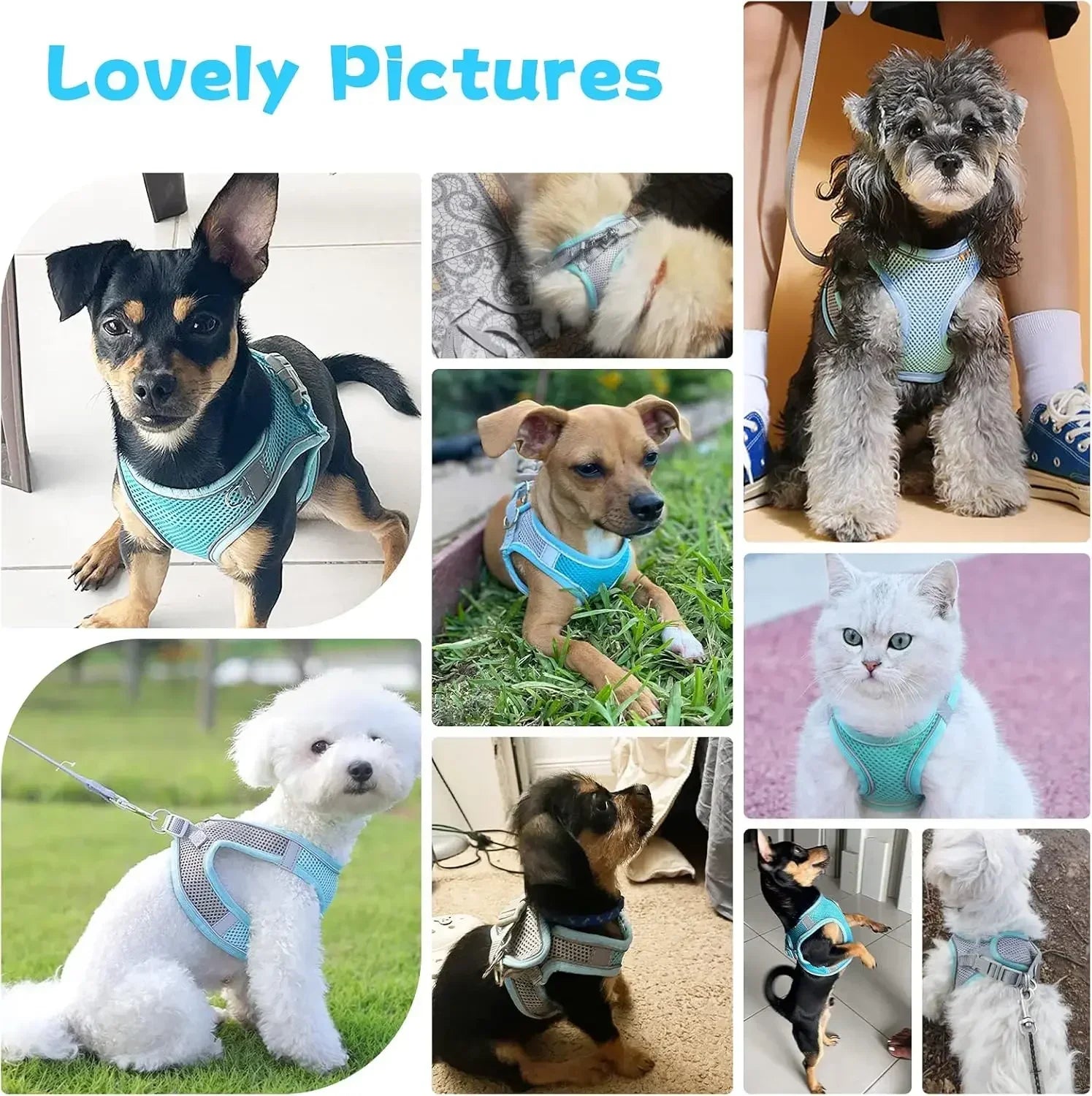 Escape-Proof Harness and Leash Set for Small Pets