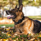 Military-Style Tactical Dog Collar for Medium and Large Dogs - view 6